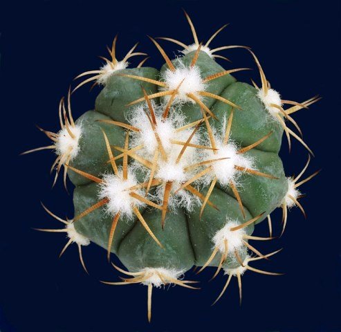 Echinocactus_horizonthalonius_4